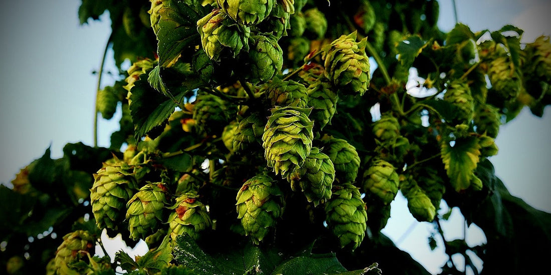 Luppolo Fresco, base delle birre IPA