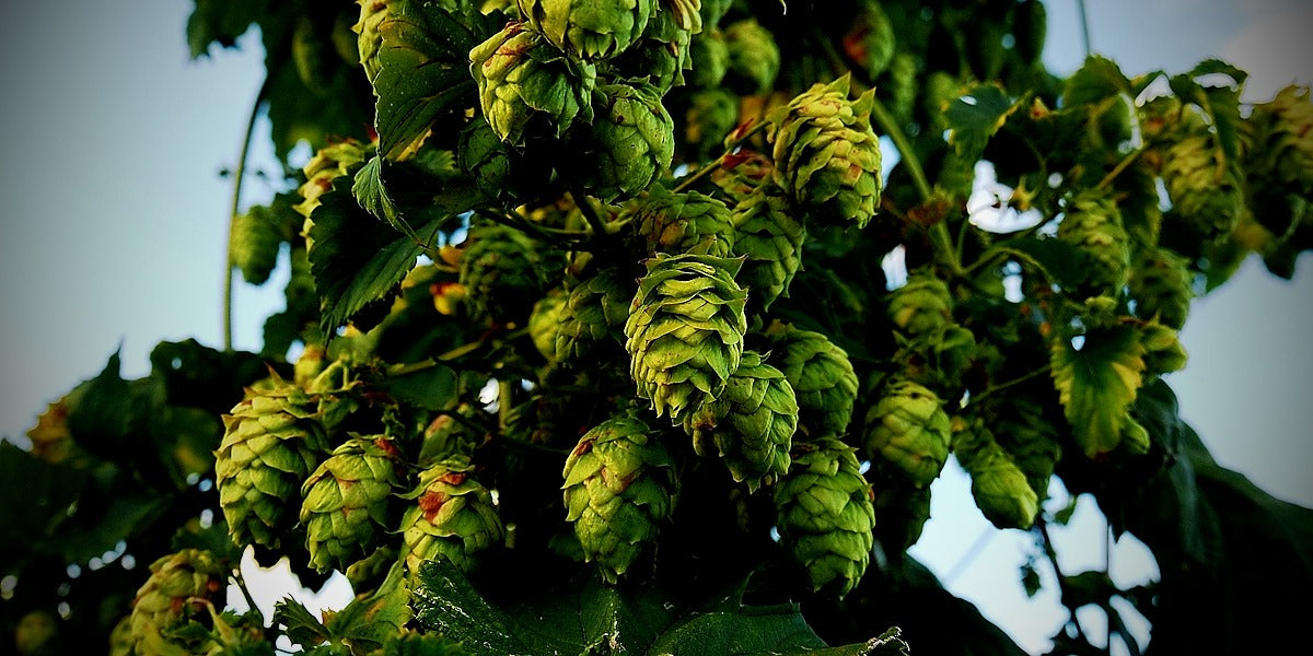 Luppolo Fresco, base delle birre IPA