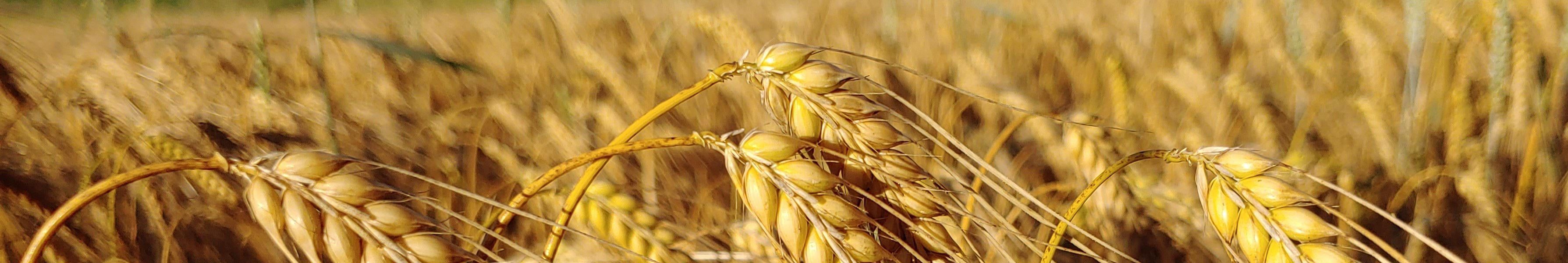 sfondo naturale di spighe di orzo base della birra artigianale